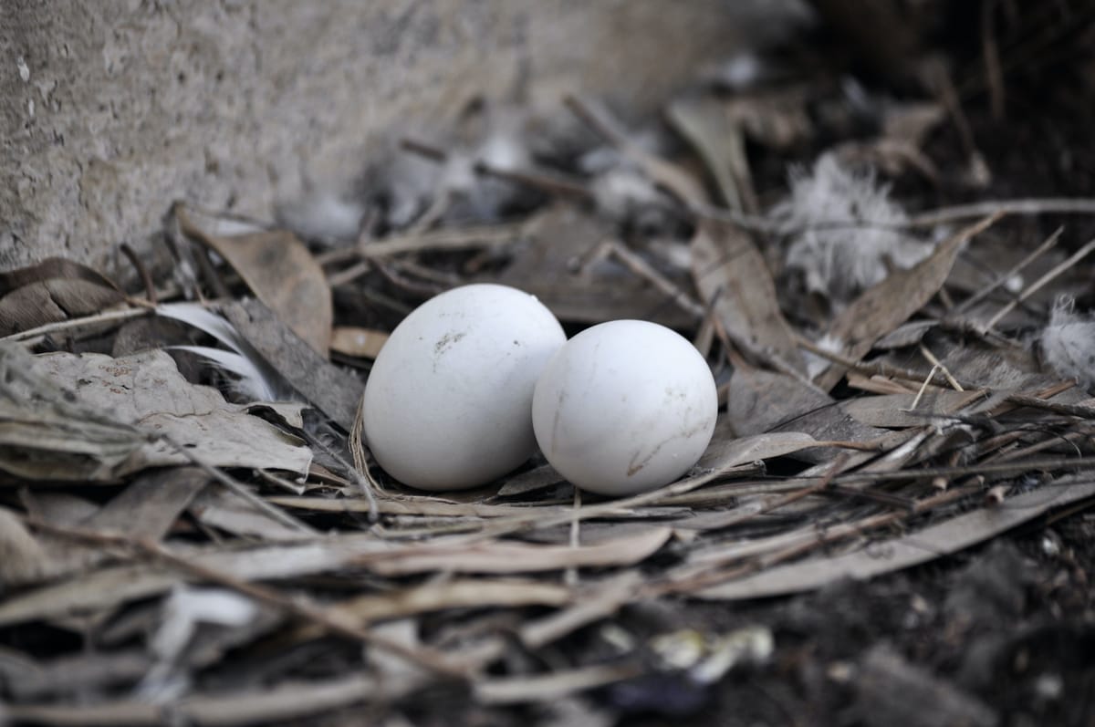 A bird’s nest with two pale eggs.