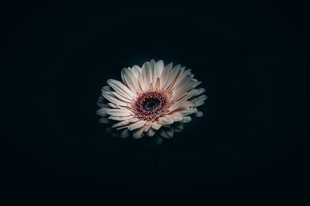 A single flower open against the dark.